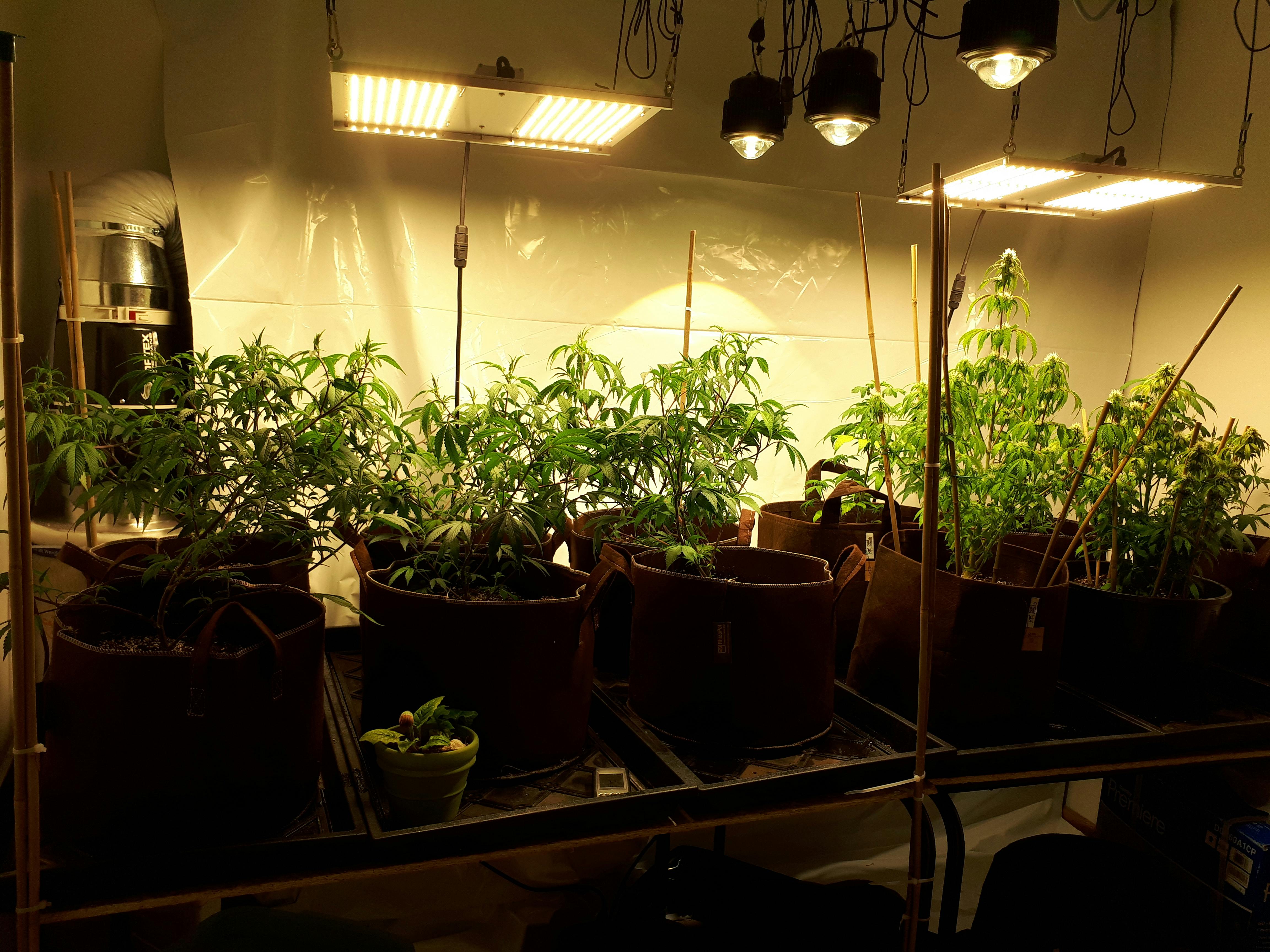 Horticulture Lighting Group HLG 300 LED Grow Light (Dimmable) LED